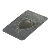 Barringtonia Acutangula 2 Magneet (Linkerzijde)