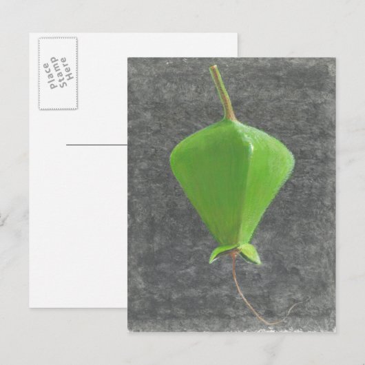 Barringtonia Acutangula Briefkaart (Voorkant / Achterkant)