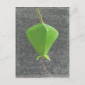 Barringtonia Acutangula Briefkaart (Voorkant)