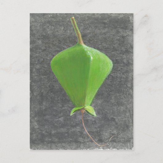 Barringtonia Acutangula Briefkaart (Voorkant)