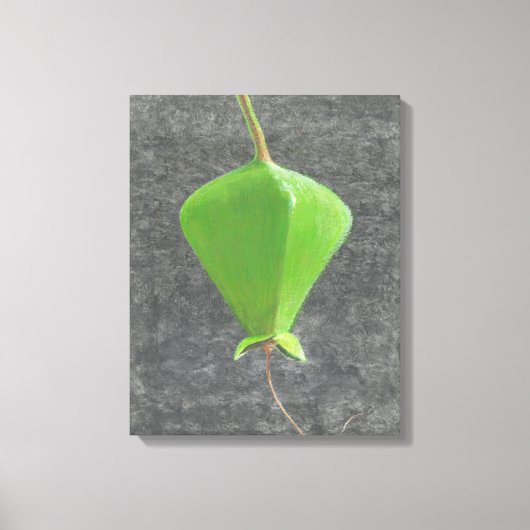 Barringtonia Acutangula Canvas Afdruk (Voorkant)