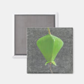 Barringtonia Acutangula Magneet (Voorkant / Achterkant)