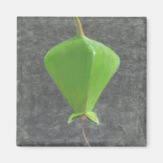 Barringtonia Acutangula Magneet (Voorkant)