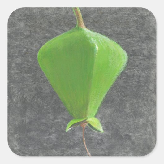 Barringtonia Acutangula Vierkante Sticker (Voorkant)
