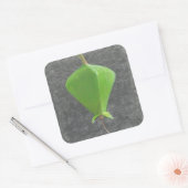 Barringtonia Acutangula Vierkante Sticker (Envelop)