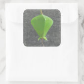 Barringtonia Acutangula Vierkante Sticker (Tas)