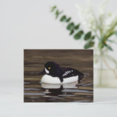 Barrows Goldeneye Wildlife Series # 16 Briefkaart (Staand voorkant)