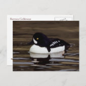 Barrows Goldeneye Wildlife Series # 16 Briefkaart (Voorkant / Achterkant)