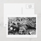 Barr's Beer van meer dan 10 meter lang, Alaska Briefkaart (Voorkant / Achterkant)