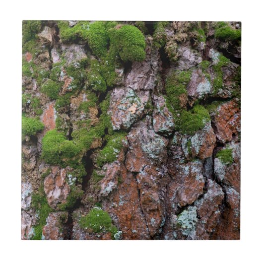 Barstboom Tegeltje (Voorkant)