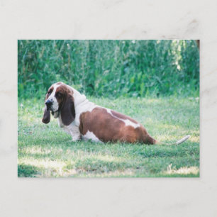 Bart the Basset Hound Briefkaart 3