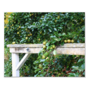 Bartlett Pears On Tree Orton Art 8x10 Foto Afdruk