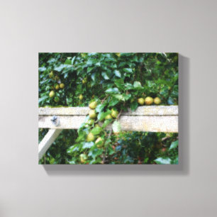 Bartlett Pears op Tree Hitching Post Canvas Afdruk