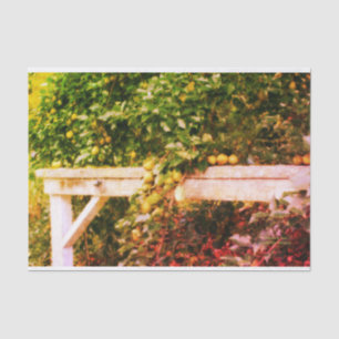 Bartlett peren op boom kijken ontkoppeling tissuepapier