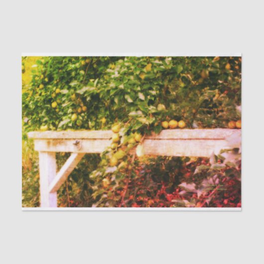 Bartlett peren op boom  kijken ontkoppeling tissuepapier (Voorkant)