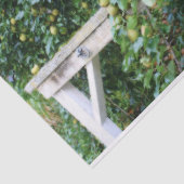 Bartlett peren op de ontkoppeling van het boomeffe tissuepapier (Detail)