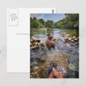 Barton Creek Dog Paparazzi - Austin Texas Briefkaart (Voorkant / Achterkant)