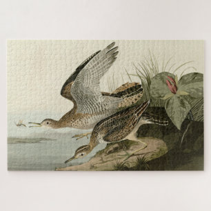Bartram (Upland) Sandpiper - Audubon Birds America Legpuzzel