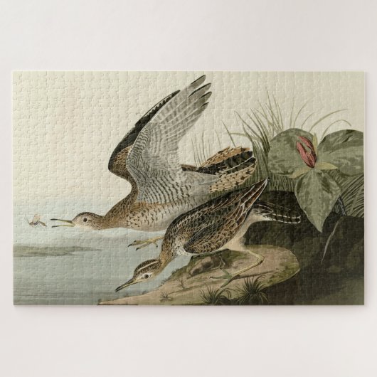 Bartram (Upland) Sandpiper - Audubon Birds America Legpuzzel (Horizontaal)