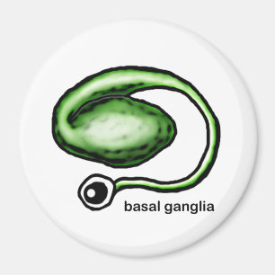 Basal Ganglia Magnet