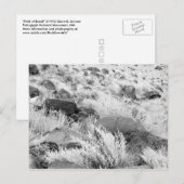 Basalt lava rotsen in woestijn, zwart en wit foto briefkaart (Voorkant / Achterkant)