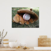 Baseball Dreams Foto Poster (Keuken)