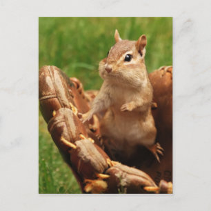 Baseball Loving Chipmunk Briefkaart