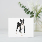 Basenji (B) - zwart en wit Briefkaart (Staand voorkant)