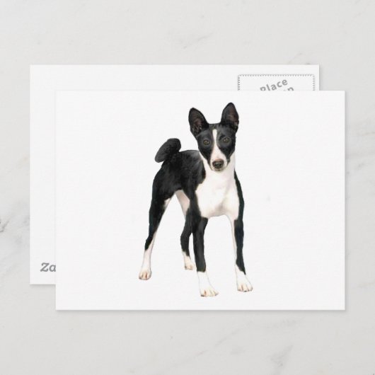 Basenji (B) - zwart en wit Briefkaart (Voorkant / Achterkant)