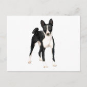 Basenji (B) - zwart en wit Briefkaart (Voorkant)