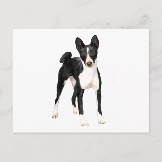 Basenji (B) - zwart en wit Briefkaart (Voorkant)