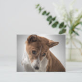 basenji briefkaart (Staand voorkant)