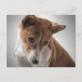 basenji briefkaart (Voorkant)