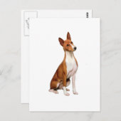 Basenji (C) Briefkaart (Voorkant / Achterkant)