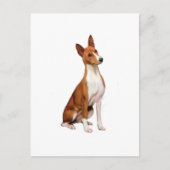 Basenji (C) Briefkaart (Voorkant)