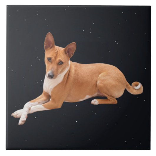 Basenji Dog  Tegeltje (Voorkant)