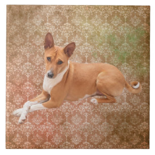 Basenji hond tegeltje