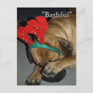 Bashful English Mastiff Dog with Reindeer Antlers Briefkaart