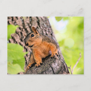 Bashful Feestdagenkaart