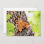 Bashful Feestdagenkaart (Voorkant / Achterkant)