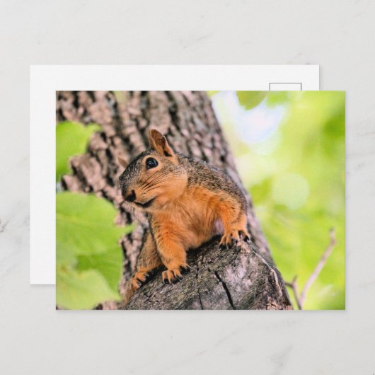 Bashful Feestdagenkaart (Voorkant / Achterkant)