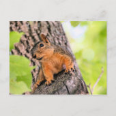 Bashful Feestdagenkaart (Voorkant)