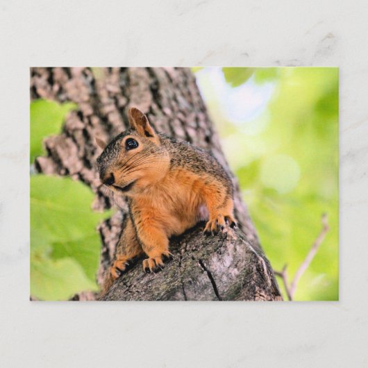 Bashful Feestdagenkaart (Voorkant)