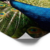 Bashful Peacock Poster (Hoek)