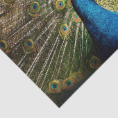 Bashful Peacock Tissuepapier (Detail)