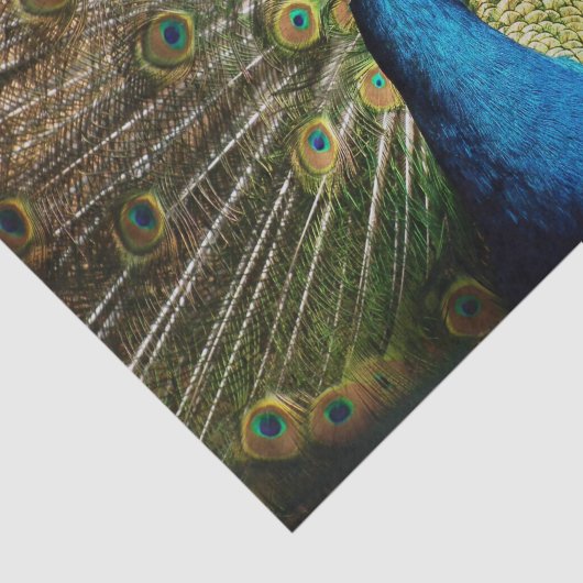 Bashful Peacock Tissuepapier (Detail)