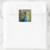 Bashful Peacock Vierkante Sticker (Tas)