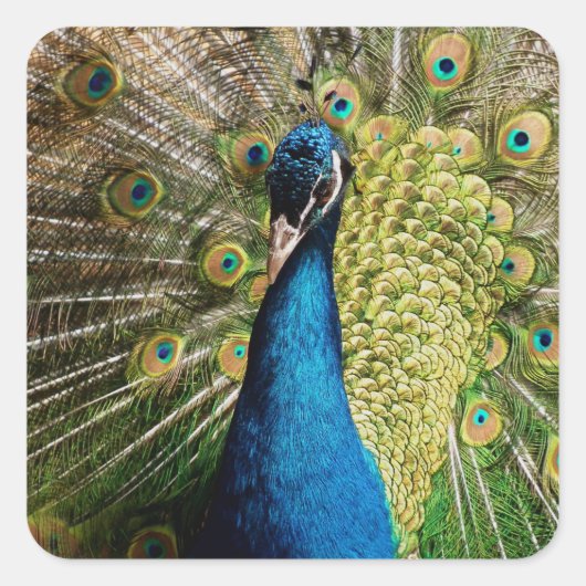 Bashful Peacock Vierkante Sticker (Voorkant)