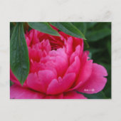 Bashful Pink Peony Briefkaart (Voorkant)