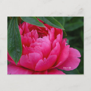 Bashful Pink Peony Briefkaart
